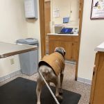Dixie Animal Hospital