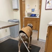 Dixie Animal Hospital ico