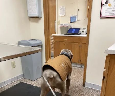 Dixie Animal Hospital