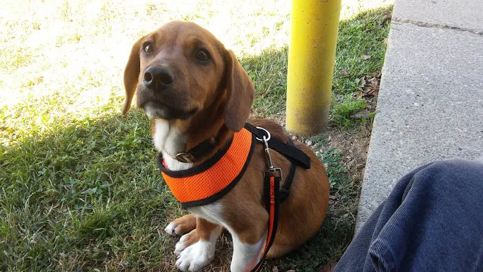 Dixie Animal Hospital Picture 5