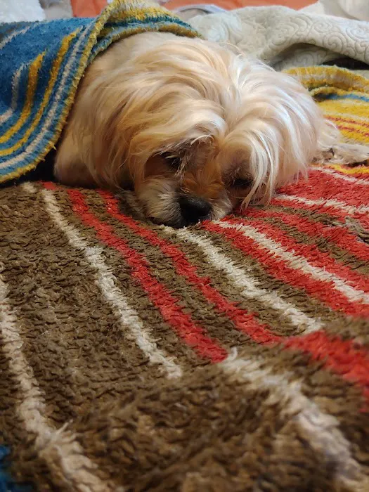 Dixie Animal Hospital Picture 6