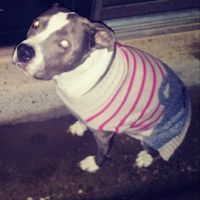Bannon Woods Veterinary Clinic: Adrienne Robertson DVM ico