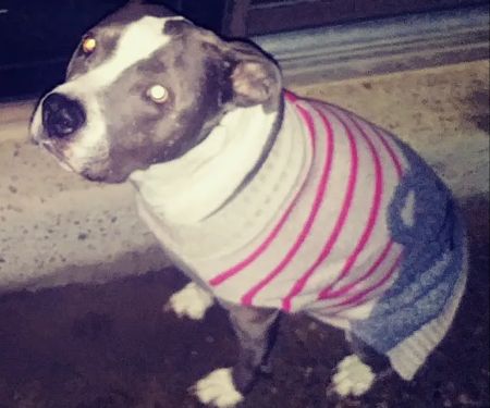 Bannon Woods Veterinary Clinic: Adrienne Robertson DVM