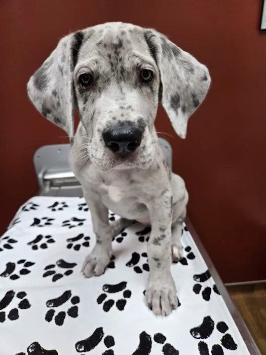 Kessen Veterinary Clinic Picture 2