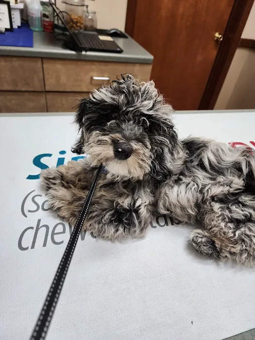 Animal Clinic of Van Wert Picture 9