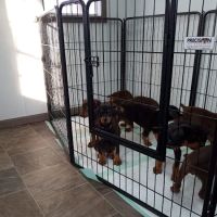 Midgarden Veterinary Clinic ico