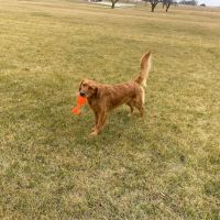 Moulton Veterinary Clinic ico