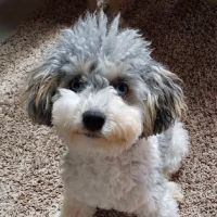 St Marys Vet ico