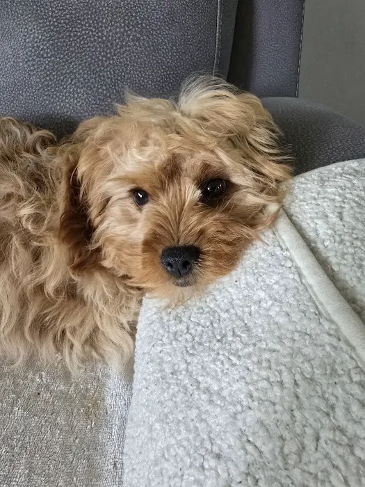 St Marys Vet Picture 2