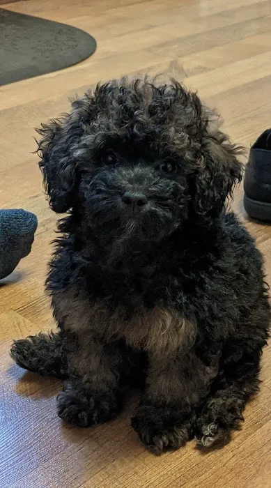 St Marys Vet Picture 7