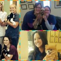 The West Suburban Animal Hospital ico