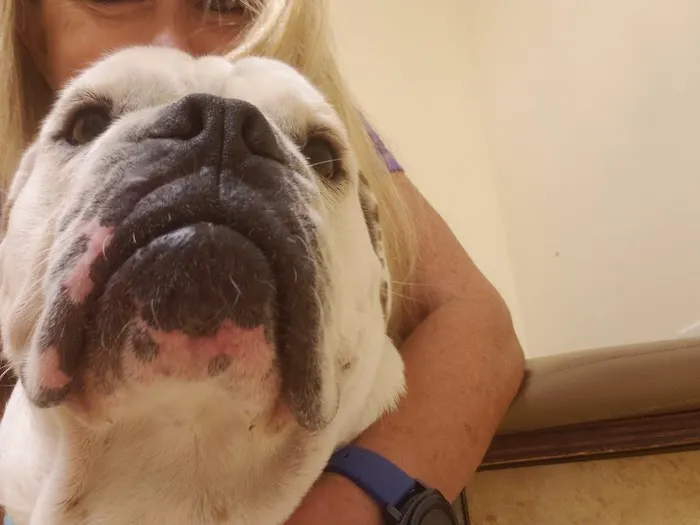 The West Suburban Animal Hospital Picture 9