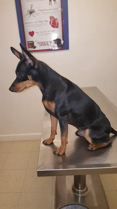 Fountain Inn Animal Clinic Picture 8