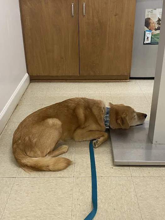 Fountain Inn Animal Clinic Picture 7