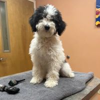 Hillcrest Animal Hospital ico