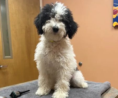 Hillcrest Animal Hospital