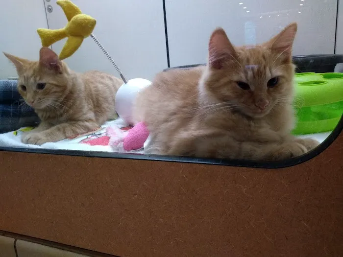 Hillcrest Animal Hospital Picture 7
