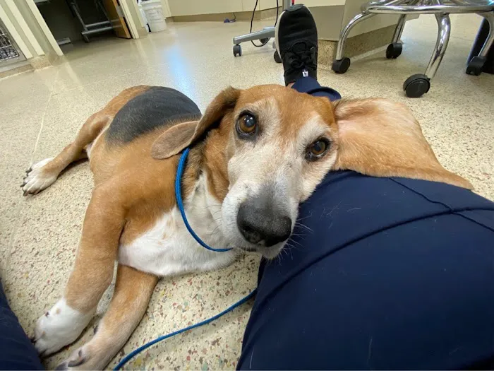 Hillcrest Animal Hospital Picture 10
