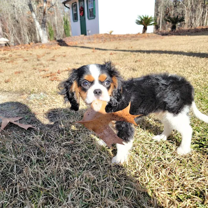 Wateree Animal Hospital Picture 10