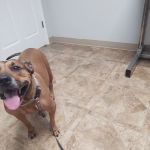 DOKO Animal Hospital