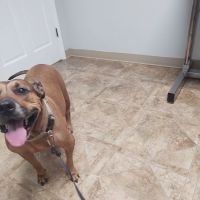 DOKO Animal Hospital ico