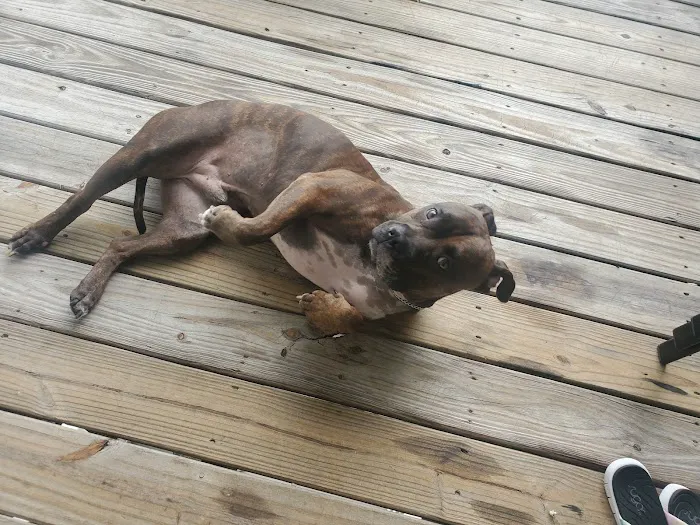 Blythewood Animal Hospital Picture 1