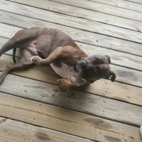 Blythewood Animal Hospital ico