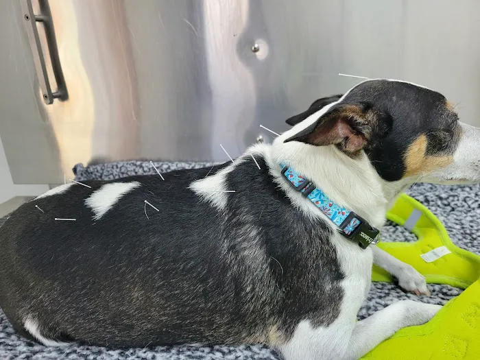 Blythewood Animal Hospital Picture 5