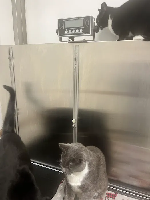 Blythewood Animal Hospital Picture 6
