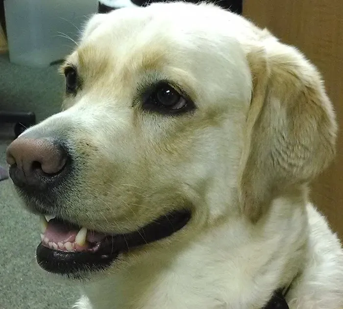 Friarsgate-Ballentine Animal Hospital Picture 5