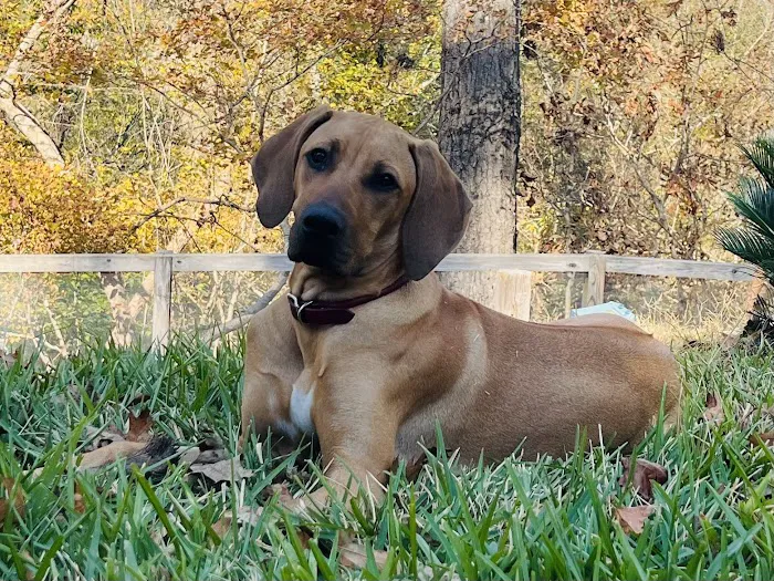 Friarsgate-Ballentine Animal Hospital Picture 9