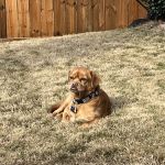 Pet Friends Veterinary Clinic