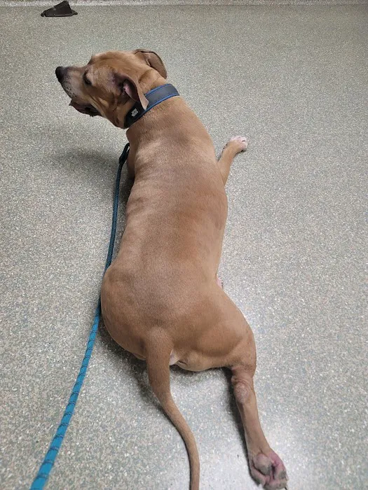Dutch Fork Animal Hospital Picture 8