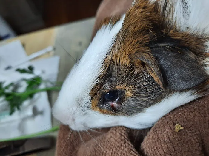 Cornerstone Animal Hospital Picture 4