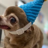Chapin Veterinary Hospital ico