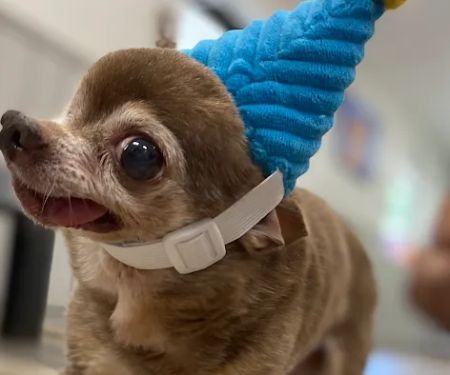 Chapin Veterinary Hospital