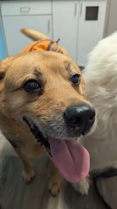 Chapin Veterinary Hospital Picture 9