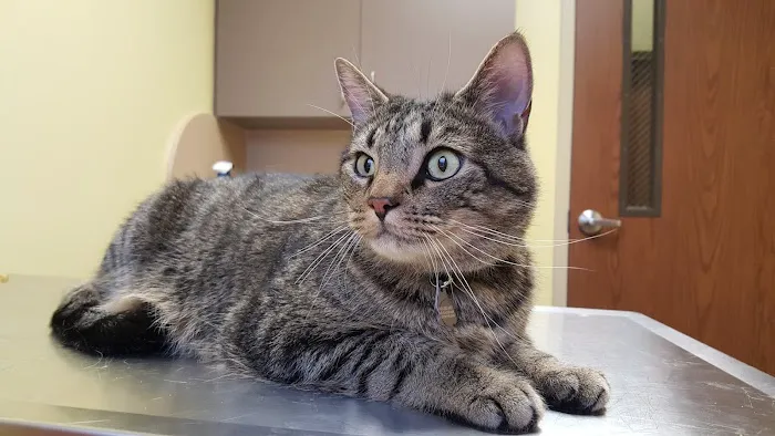 Sandhills Veterinary Hospital Picture 5