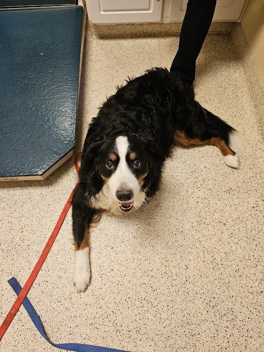 North Star Veterinary Hospital Picture 1