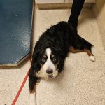 North Star Veterinary Hospital