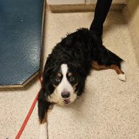 North Star Veterinary Hospital ico