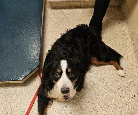 North Star Veterinary Hospital