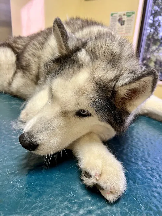 North Star Veterinary Hospital Picture 4