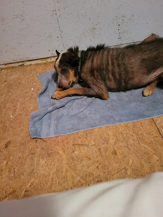North Star Veterinary Hospital Picture 5