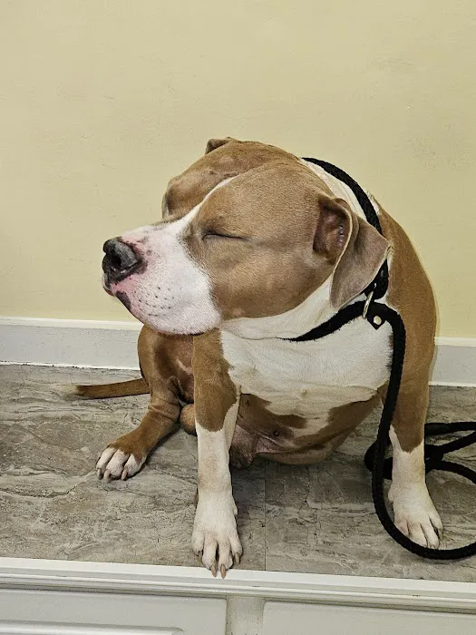 North Star Veterinary Hospital Picture 7