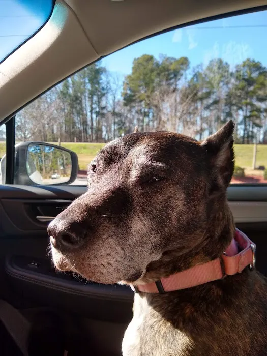 Cypress Lakes Animal Hospital Picture 5