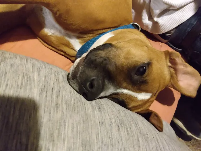 Cypress Lakes Animal Hospital Picture 7