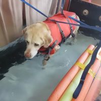 ARCC - Animal Rehab & Conditioning Center ico