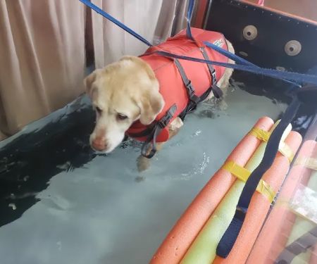 ARCC - Animal Rehab & Conditioning Center