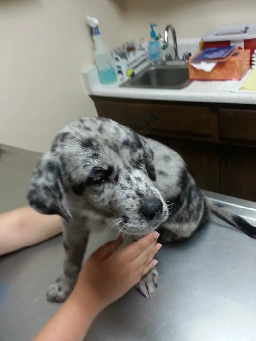 McPhail Animal Hospital Picture 10